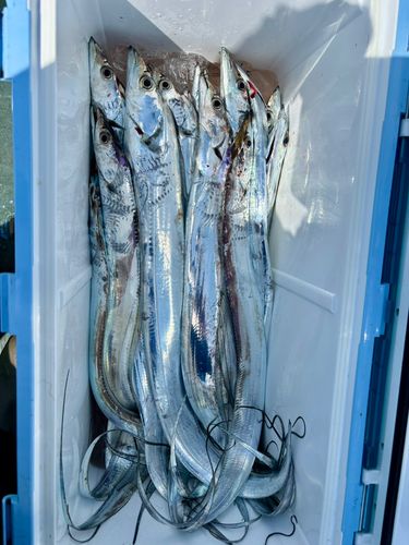 タチウオの釣果