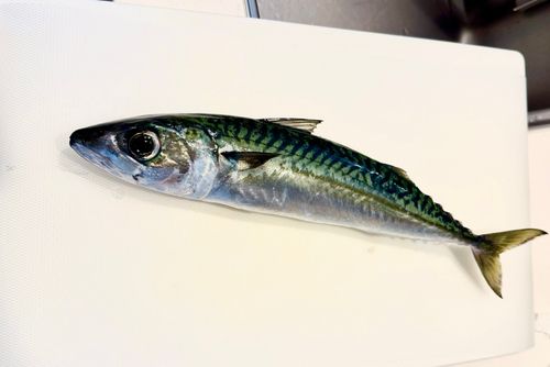 サバの釣果