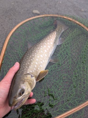 アメマスの釣果