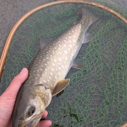アメマス