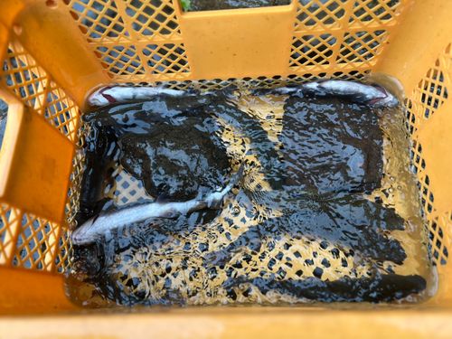 ニジマスの釣果