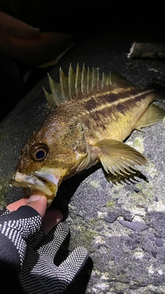 アイナメの釣果