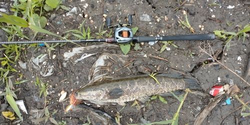 ライギョの釣果