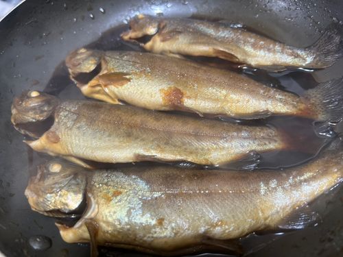 ニジマスの釣果