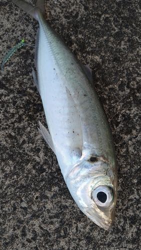マアジの釣果
