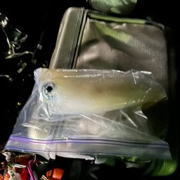アオリイカ