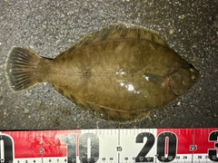 クロガシラガレイの釣果