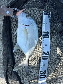 ロウニンアジの釣果