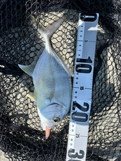 ロウニンアジの釣果