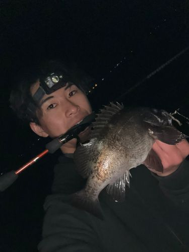 アオメバルの釣果
