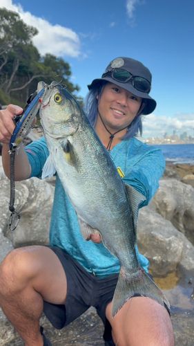 テイラーの釣果