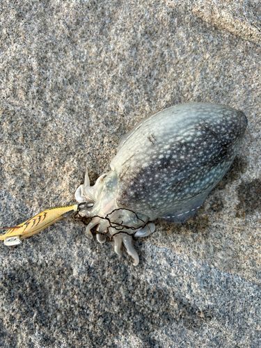コウイカの釣果