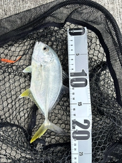 オニヒラアジの釣果