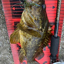 タケノコメバル