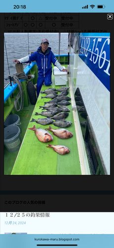 クロダイの釣果