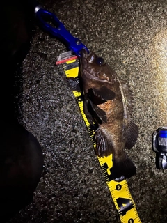 シロメバルの釣果