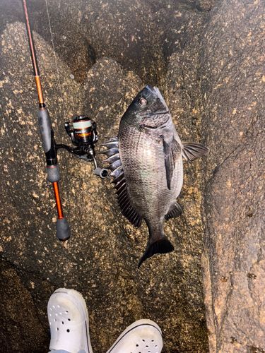 チヌの釣果