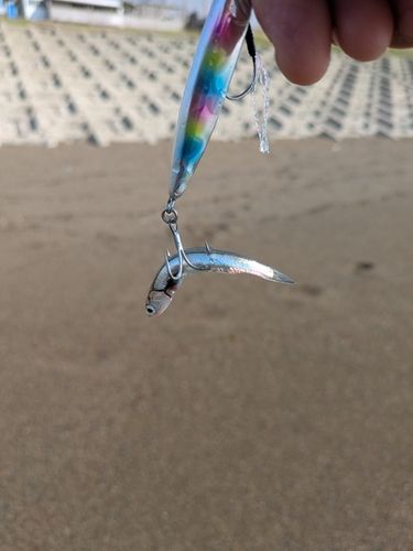 イワシの釣果