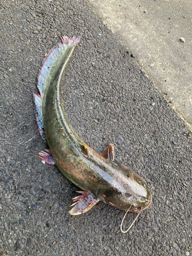 ナマズの釣果