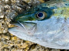 ヒラマサの釣果