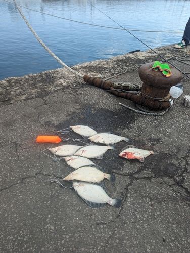 クロガシラガレイの釣果