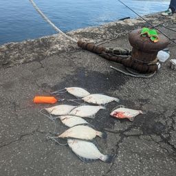 クロガシラガレイ