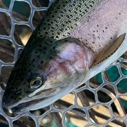 トラウトサーモン