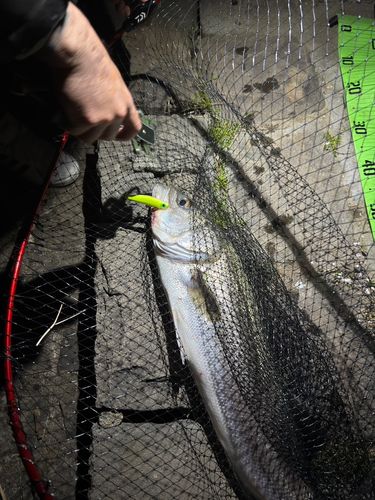 シーバスの釣果