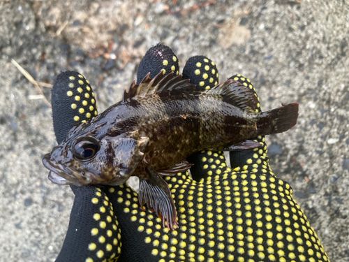 タケノコメバルの釣果