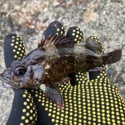 タケノコメバル