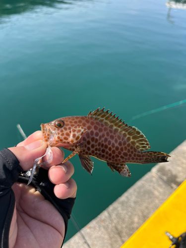 オオモンハタの釣果