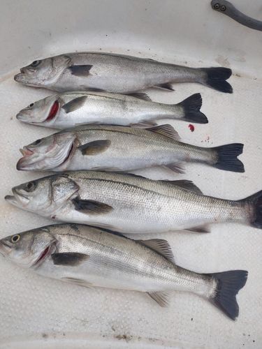 スズキの釣果