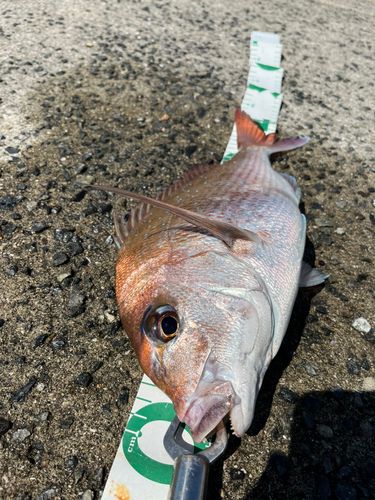 マダイの釣果