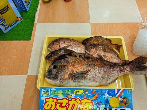 マダイの釣果