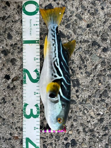 シマフグの釣果