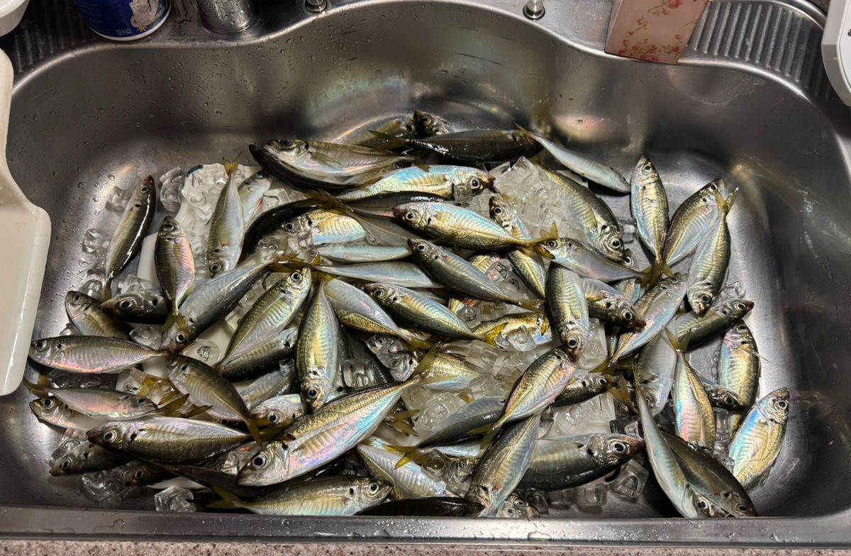 kunchanさんの釣果 2枚目の画像