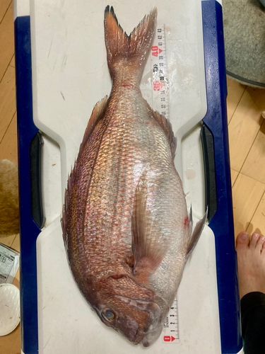 タイの釣果