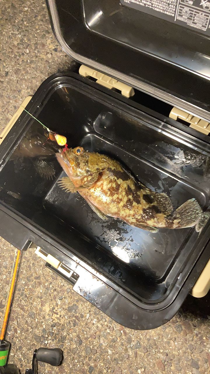 アングラー8602709さんの釣果 2枚目の画像