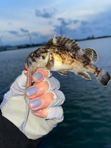 クロソイの釣果