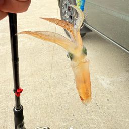 ヒイカ
