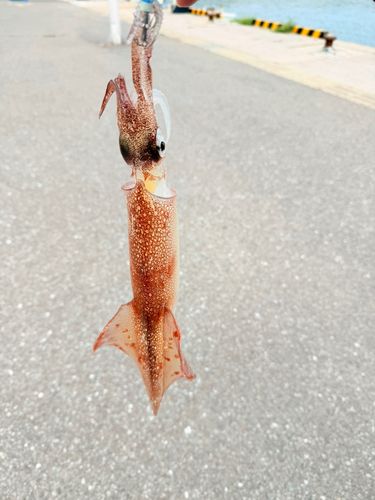 ヤリイカの釣果