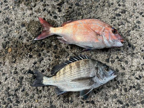 マダイの釣果