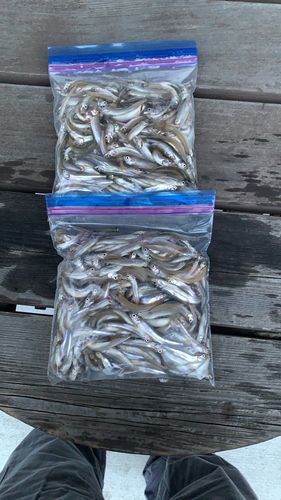 ワカサギの釣果