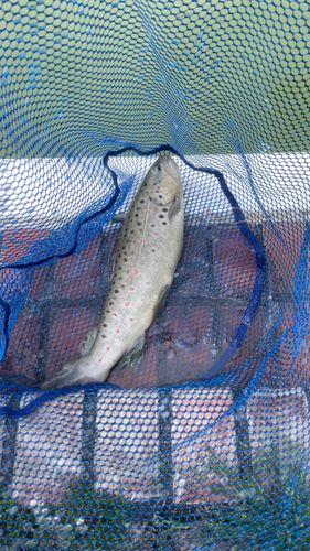 ブラウントラウトの釣果