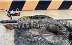 アイナメの釣果
