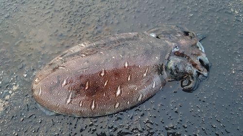 モンゴウイカの釣果