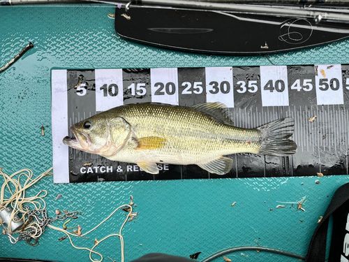 ラージマウスバスの釣果