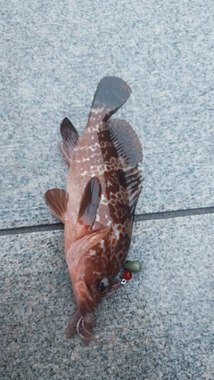 アコウの釣果