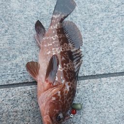アコウ