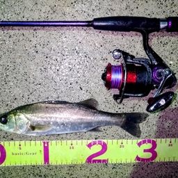 フッコ（マルスズキ）